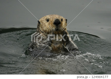 ラッコ 124984177