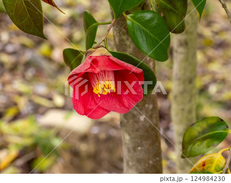 ヤブツバキの赤い花 124984230
