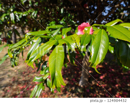 金魚葉椿（キンギョバツバキ）の葉　【葉の先端が金魚の尾ひれのように分かれる珍しい品種】 124984432