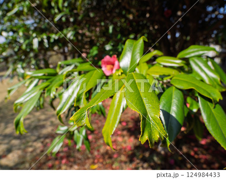 金魚葉椿(キンギョバツバキ)の葉 【葉の先端が金魚の尾ひれのように分かれる珍しい品種】 金魚葉椿(キンギョバツバキ)の葉 【葉の先端が金魚の尾ひれのように分かれる珍しい品種】 124984433
