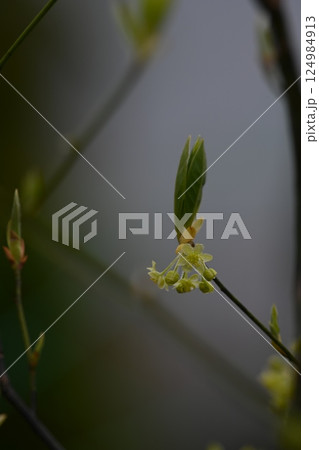 オオバクロモジの雄花 124984913