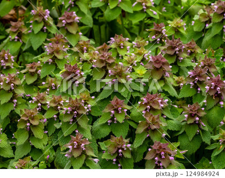 ヒメオドリコソウ 124984924