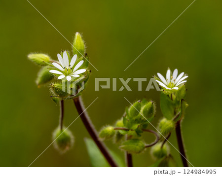 コハコベの小さく白い花 124984995