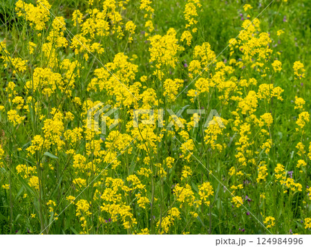 川の土手に咲くセイヨウカラシナの黄色い花 124984996