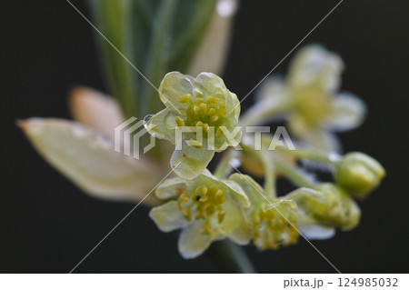 オオバクロモジの雄花 オオバクロモジの雄花 124985032