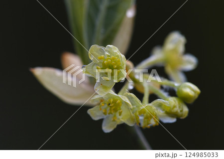 オオバクロモジの雄花 124985033