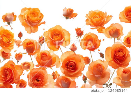 Vibrant orange roses in bloom floral arrangement nature photography bright environment close-up view beauty concept 124985144