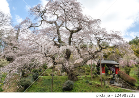 茨城県大子町 泉福寺の満開のしだれ桜 茨城県大子町 泉福寺の満開のしだれ桜 124985235