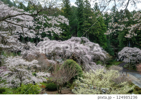 茨城県大子町 泉福寺の満開のしだれ桜 茨城県大子町 泉福寺の満開のしだれ桜 124985236