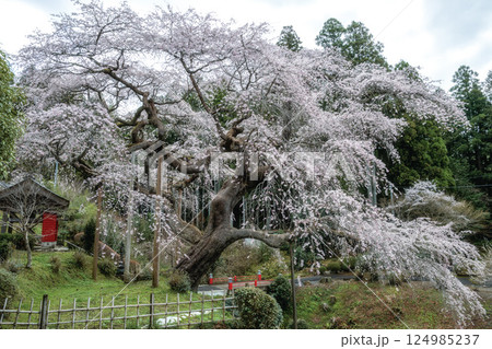 茨城県大子町 泉福寺の満開のしだれ桜 茨城県大子町 泉福寺の満開のしだれ桜 124985237