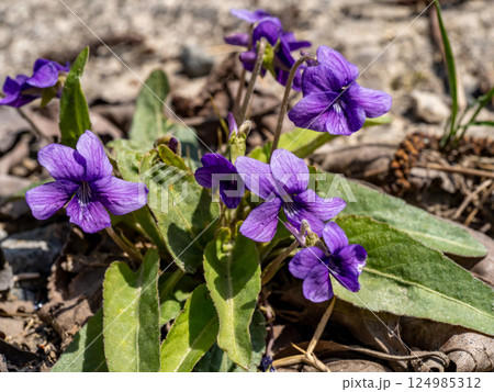 道端に咲くノジスミレ 124985312