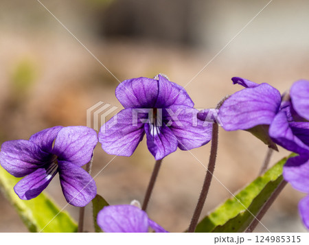 道端に咲くノジスミレ 124985315