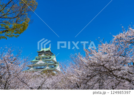 春四月　青空に映える満開の桜と大阪城天守 124985397