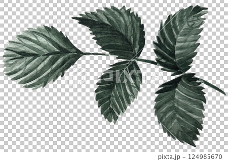 watercolor, leaf, foliage 124985670