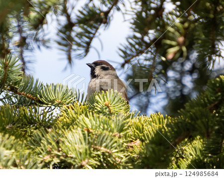 Eurasian Tree Sparrow Passer Montanus sitting on a branch, close-up in sunny day and blue sky 124985684