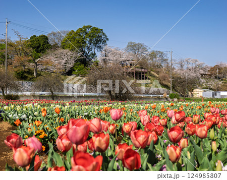 チューリップ畑と桜のある風景（千葉県柏市・あけぼの山農業公園） 124985807