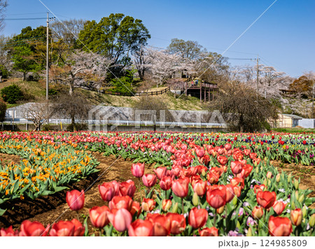 チューリップ畑と桜のある風景(千葉県柏市・あけぼの山農業公園) チューリップ畑と桜のある風景(千葉県柏市・あけぼの山農業公園) 124985809