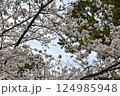 桜の花と青い空 124985948