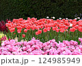 カラフルなチューリップ畑 124985949