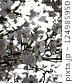 桜の花びら 124985950