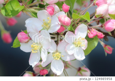 可愛い白とピンクの花とつぼみ 可愛い白とピンクの花とつぼみ 124985958