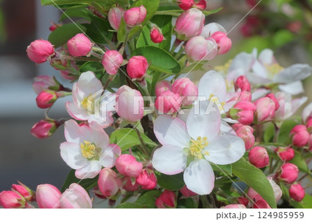 可愛い白とピンクの花とつぼみ 124985959