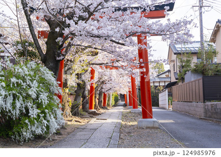 京都 竹中稲荷神社 連なる鳥居を包む満開の桜 京都 竹中稲荷神社 連なる鳥居を包む満開の桜 124985976