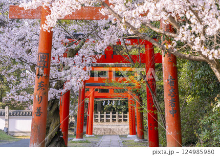 京都 竹中稲荷神社 連なる鳥居を包む満開の桜 京都 竹中稲荷神社 連なる鳥居を包む満開の桜 124985980