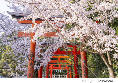 京都 竹中稲荷神社 連なる鳥居を包む満開の桜 京都 竹中稲荷神社 連なる鳥居を包む満開の桜 124985981