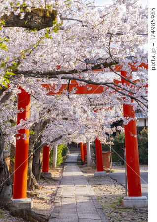 京都 竹中稲荷神社 連なる鳥居を包む満開の桜 京都 竹中稲荷神社 連なる鳥居を包む満開の桜 124985985
