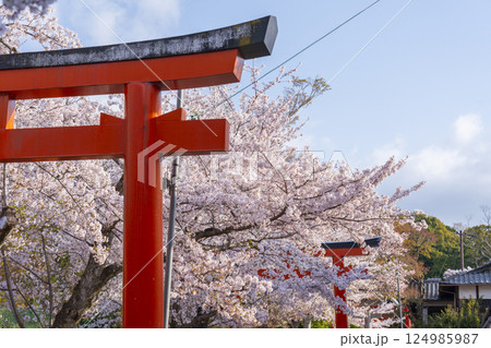 京都　竹中稲荷神社　連なる鳥居を包む満開の桜 124985987