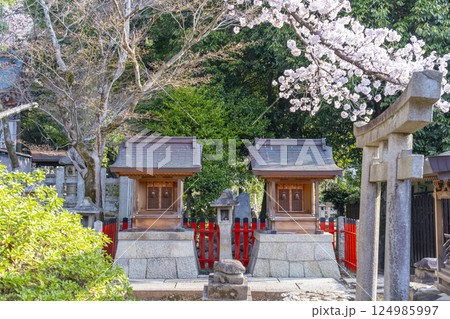 京都　竹中稲荷神社　桜に包まれた竹春大神と竹丸大神 124985997