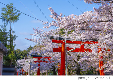 京都　竹中稲荷神社　連なる鳥居を包む満開の桜 124986001