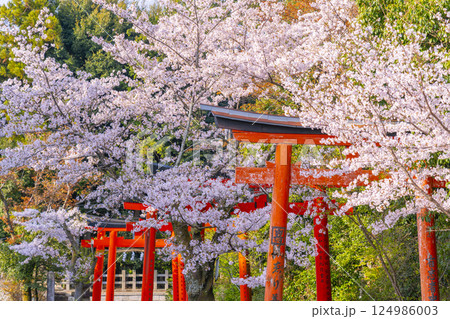 京都　竹中稲荷神社　連なる鳥居を包む満開の桜 124986003