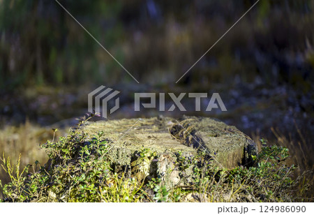 Table wood stomp podium in nature forest background. Place for Product display  124986090