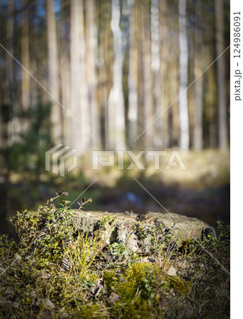 Table wood stomp podium in nature forest background. Place for Product display  124986091