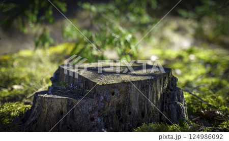 Table wood stomp podium in nature forest background. Place for Product display  124986092
