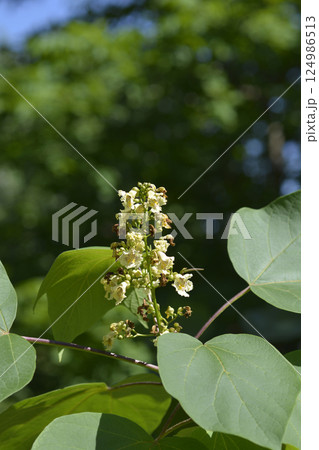 Yellow catalpa 124986513