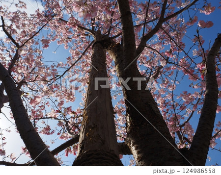 見上げた桜 124986558