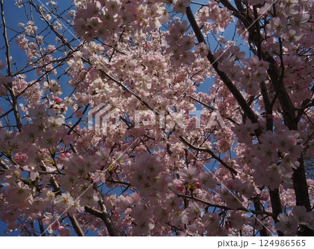 見上げた桜 124986565