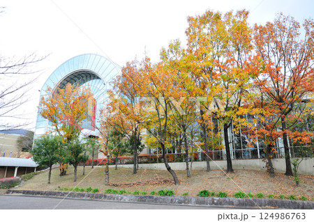 あいち健康の森公園の紅葉 あいち健康の森公園の紅葉 124986763
