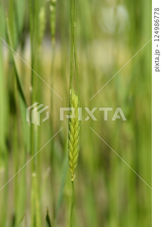 Einkorn wheat Einkorn wheat 124986778