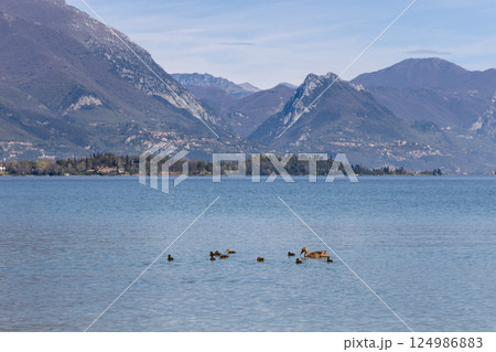 Duck with ducklings swimming on clear surface of Lake Garda in Italy 124986883