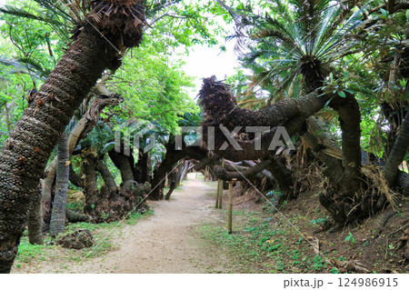 金見崎ソテツトンネル（鹿児島県） 124986915