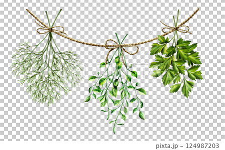 Fresh green dill, parsley herb bunches on twine straight brown rope. Watercolor hand drawn spice branch isolated on transparent background. Fennel illustration. For designers, menu, decoration, food Fresh green dill, parsley herb bunches on twine straight brown rope. Watercolor hand drawn spice branch isolated on transparent background. Fennel illustration. For designers, menu, decoration, food 124987203