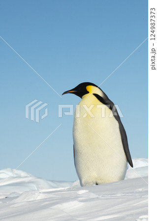 Emperor penguin. isolated on white background Emperor penguin. isolated on white background 124987373