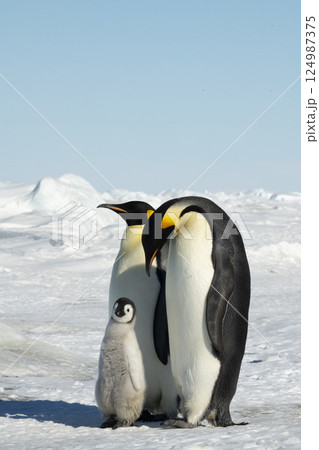An Emperor Penguin with chick at the Emperor Penguin Colony at Snow Hill, Weddell Sea, Antarctica. October 2018.  124987375