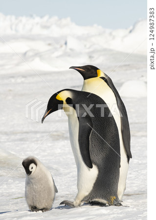 An Emperor Penguin with chick at the Emperor Penguin Colony at Snow Hill, Weddell Sea, Antarctica. October 2018. An Emperor Penguin with chick at the Emperor Penguin Colony at Snow Hill, Weddell Sea, Antarctica. October 2018. 124987383