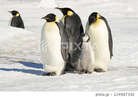 An Emperor Penguin with chick at the Emperor Penguin Colony at Snow Hill, Weddell Sea, Antarctica. October 2018. An Emperor Penguin with chick at the Emperor Penguin Colony at Snow Hill, Weddell Sea, Antarctica. October 2018. 124987392