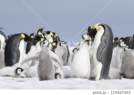 Colony of emperor penguins at Snow Hill Island, Weddell Sea, Antarctica, Polar Regions Colony of emperor penguins at Snow Hill Island, Weddell Sea, Antarctica, Polar Regions 124987403